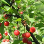 A photo of some wild cherries, or 'ciresa' in the native dialect
