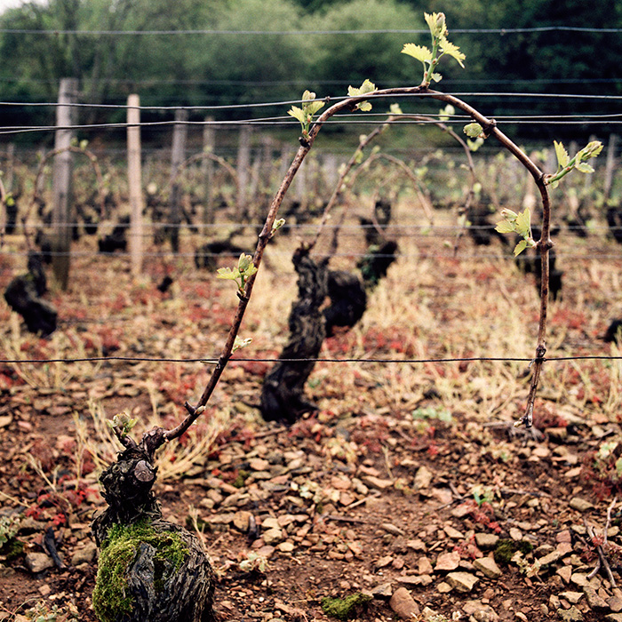 The buds breaking in spring as the vines’ first tender leaves unfurl. Photograph: Jason Lowe