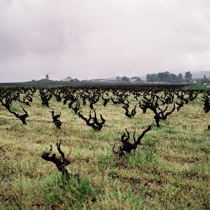 Gobelet vines in Moulin-à-Vent. Photograph: Jason Lowe
