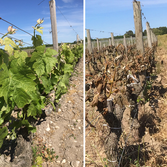 Before and after frost struck a row of vines in Bordeaux